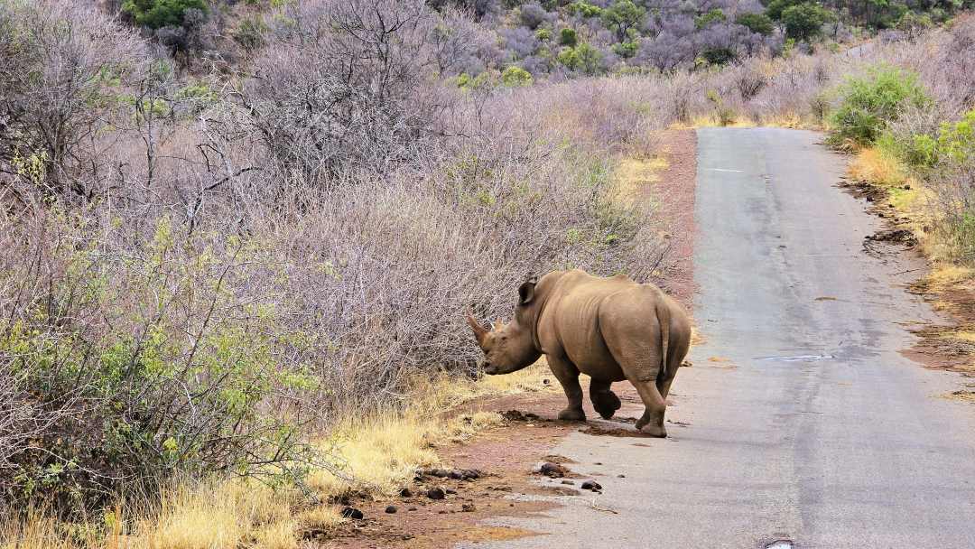 Nashorn läuft auf der Strasse