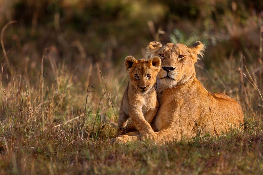 Löwe in der Masai Mara