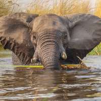 Elephant in Moremi Game Reserve