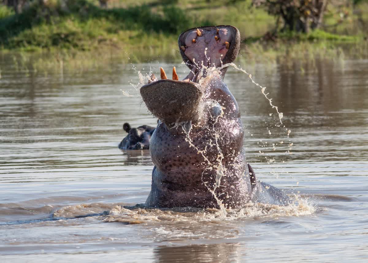 Hippo in the water