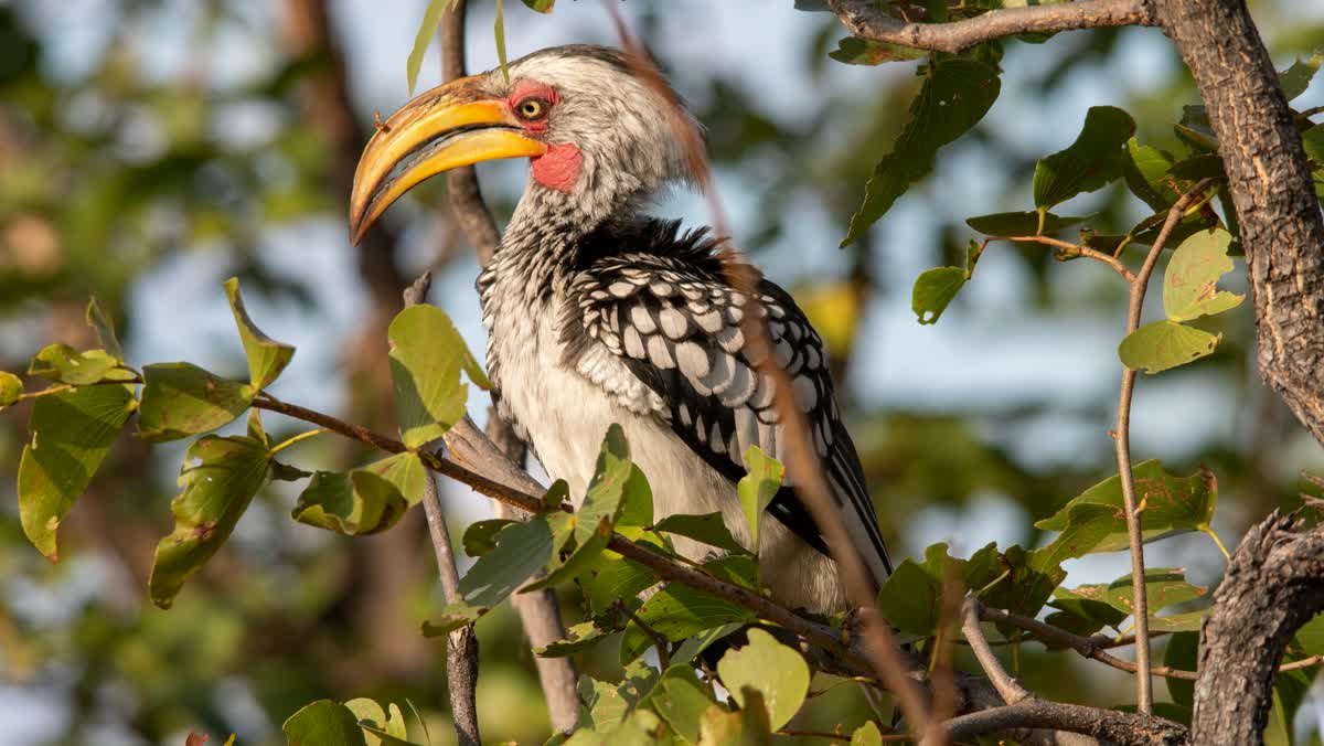 Hornbill in Moremi Game Reserve