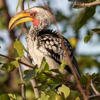 Hornbill in Moremi Game Reserve
