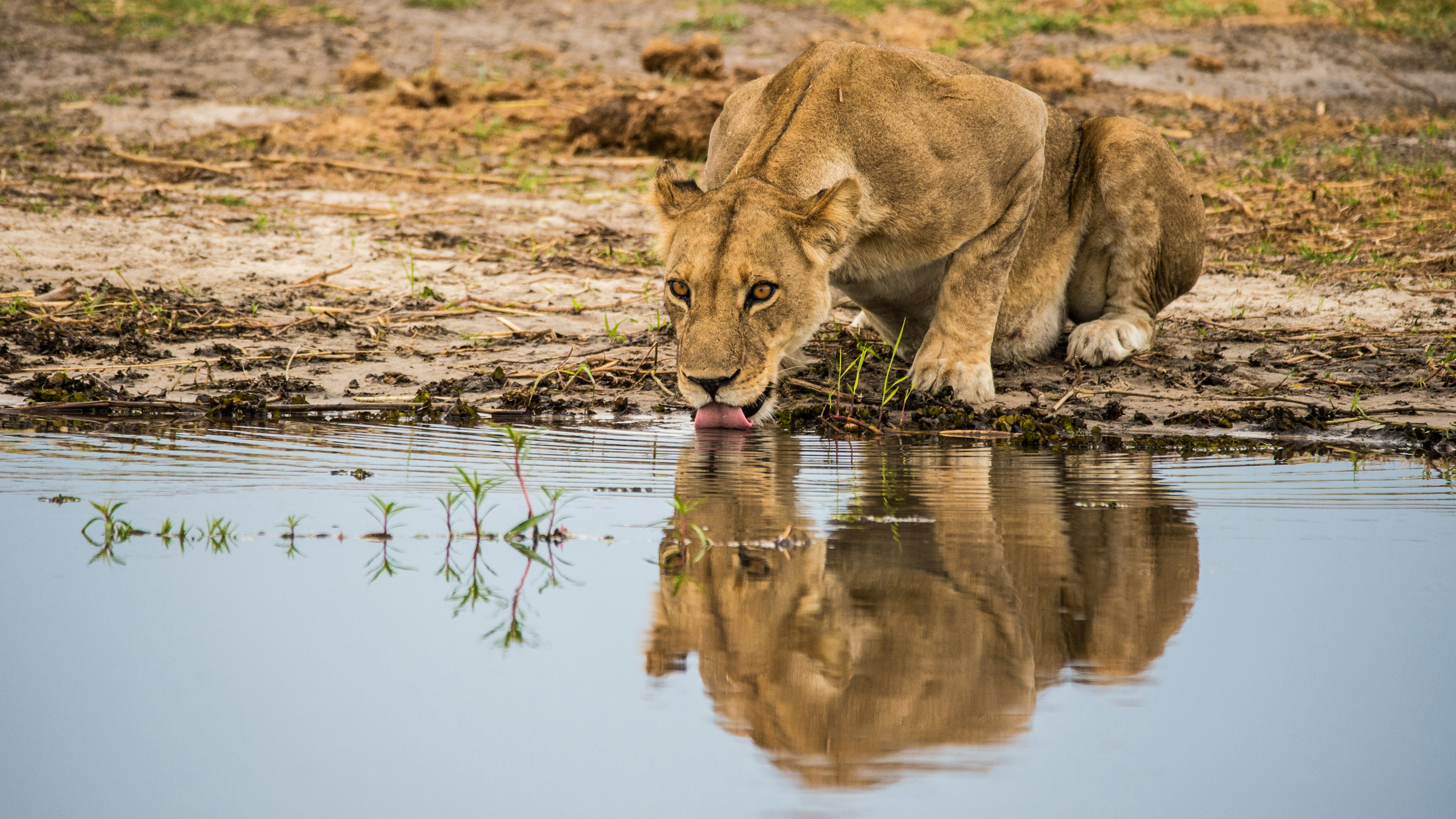 Lioness at the water in Moremi Game Reserve