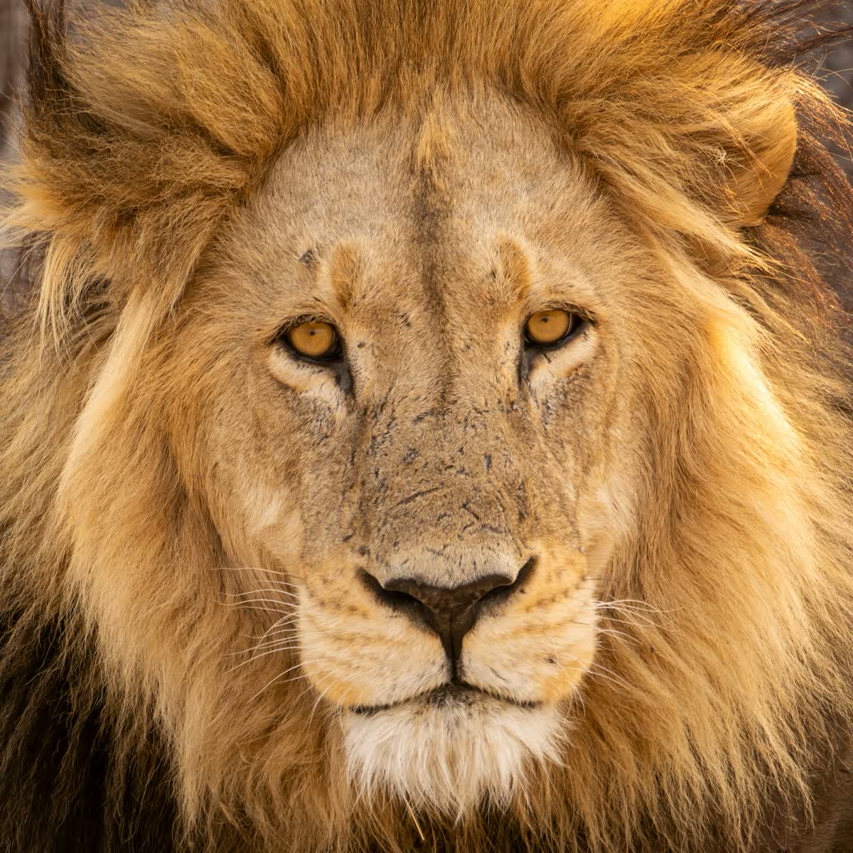 Lion in Moremi Game Reserve