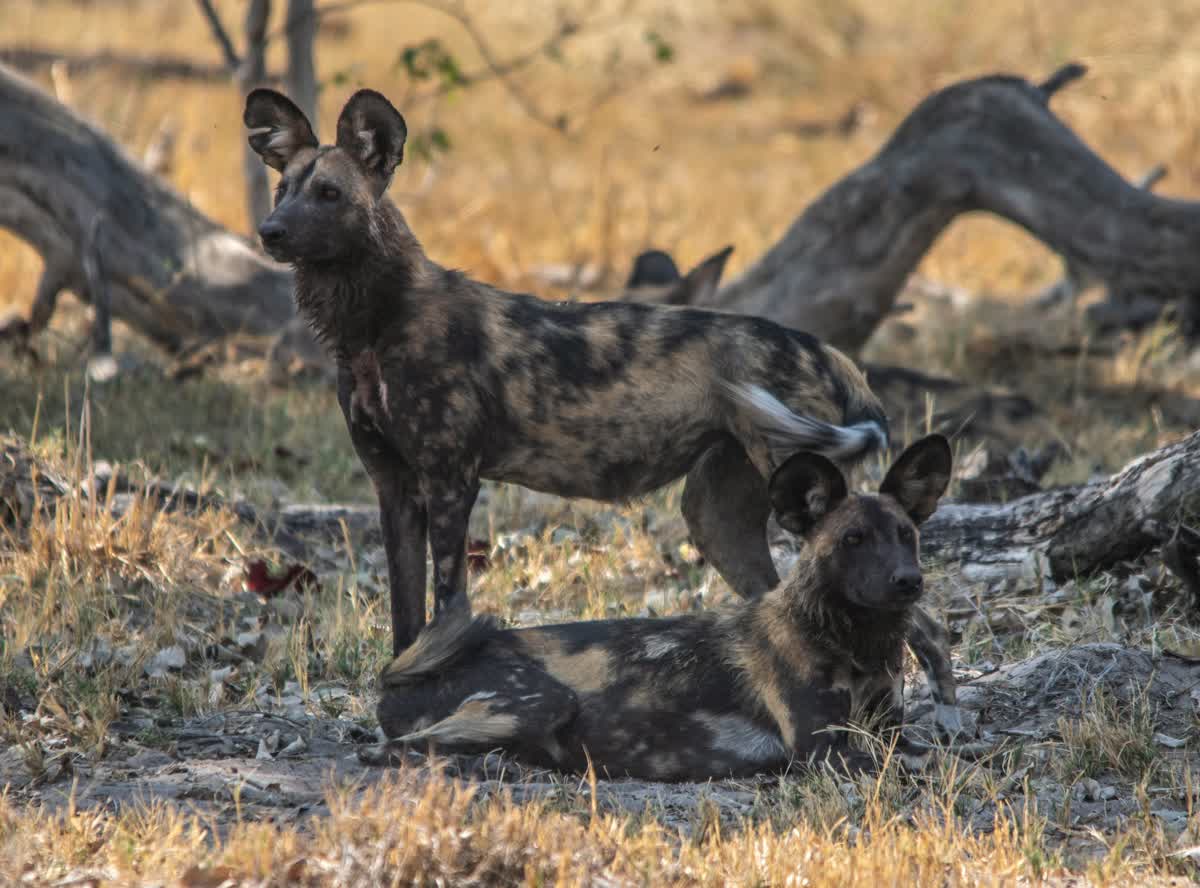 Wild dogs in Moremi Game Reserve