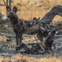 Wild dogs in Moremi Game Reserve