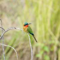 Vogelbeobachtung im Murchison Falls Nationalpark