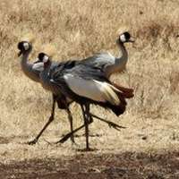 Vogelbeobachtung im Krater