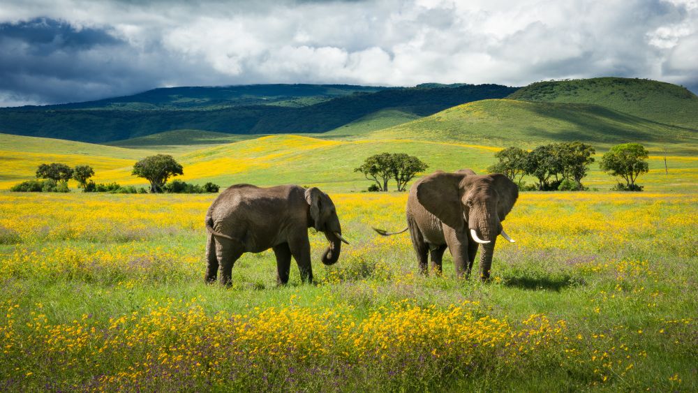 Elefanten im Ngorongoro Krater