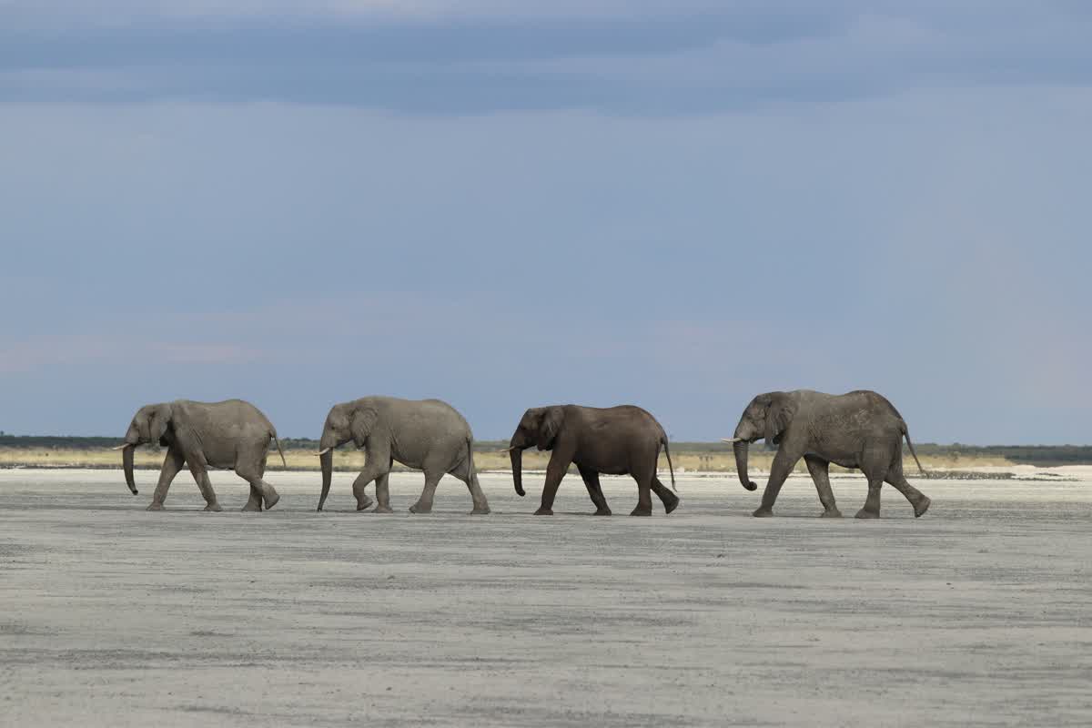 Elephants crossing Nxai Pan