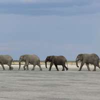 Elephants in Nxai Pan National Park