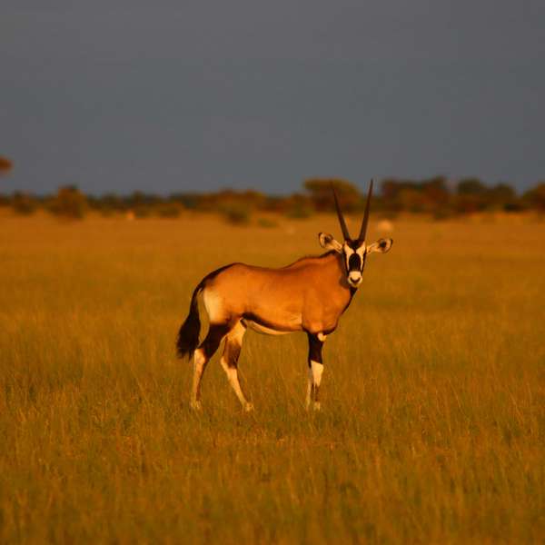 Oryx in Nxai Pan National Park