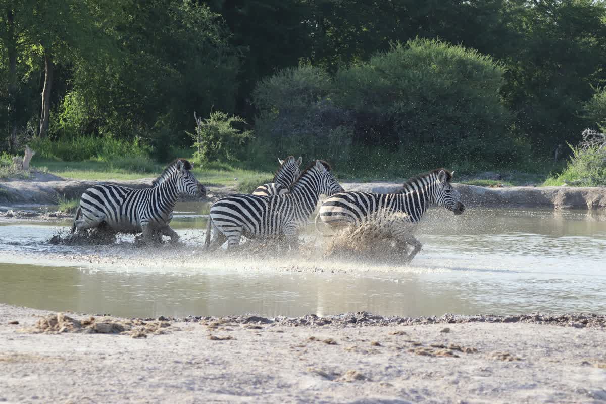 Zebras at water in Nxai Pan National Park