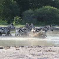 Zebras at water in Nxai Pan