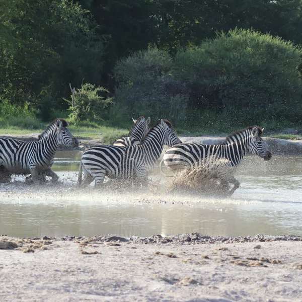 Zebras in Nxai Pan National Park