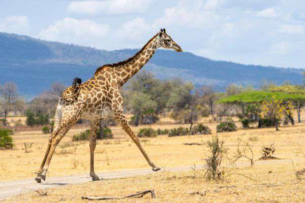 Walking Safari im Nyerere Nationalpark