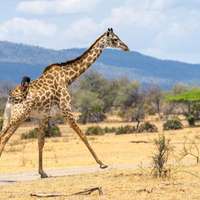 Walking Safari im Nyerere Nationalpark