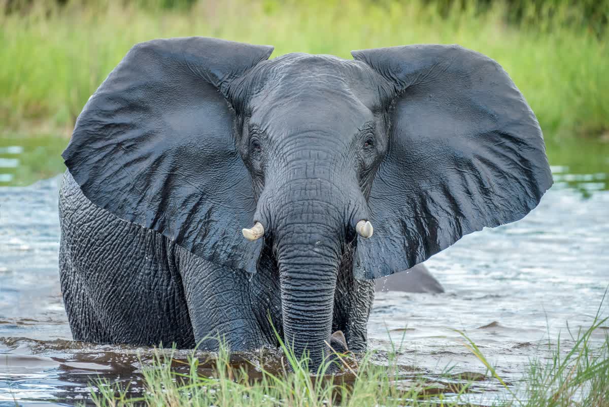 Elephant in the water of the Okavango Delta