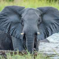 Game drive in the Okavango Delta