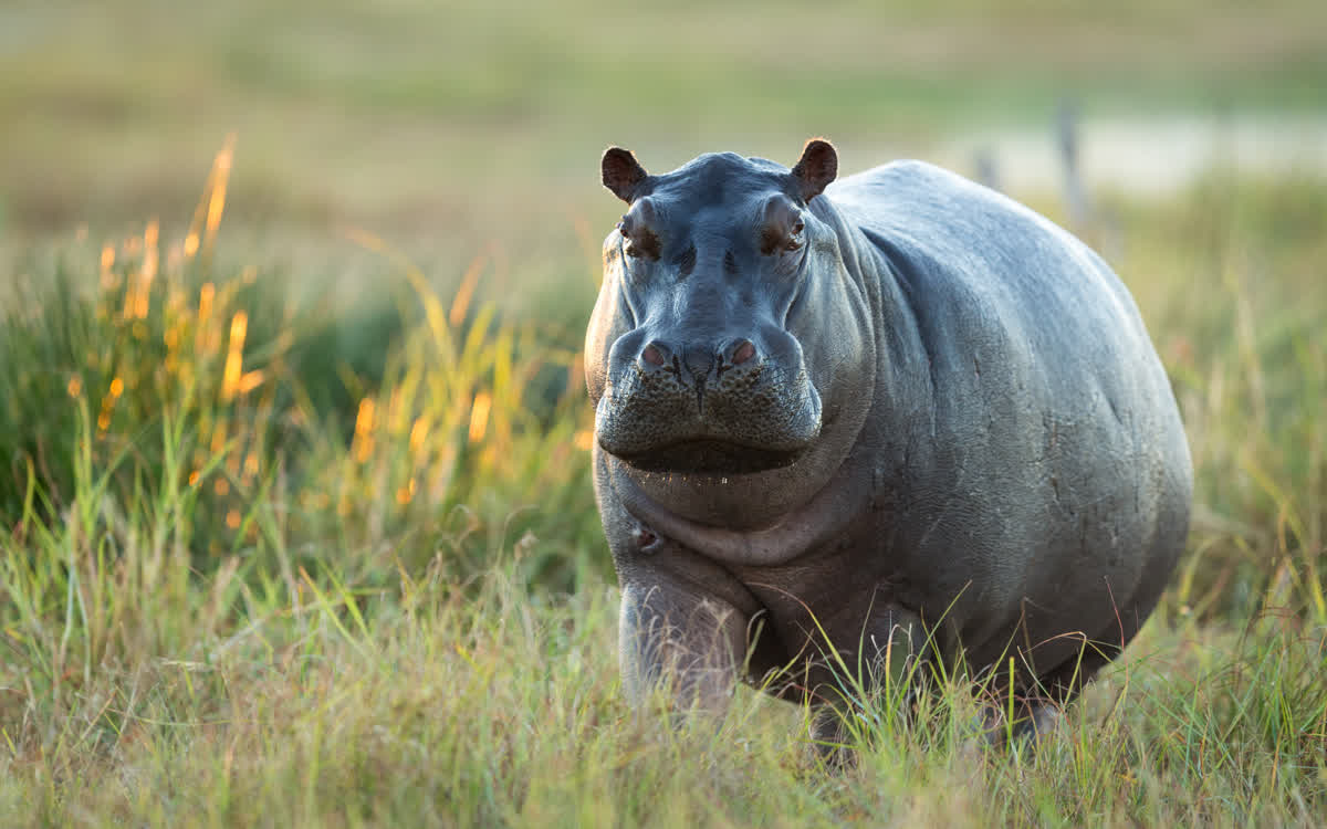 Hippo in the wetlands of the Okavango Delta