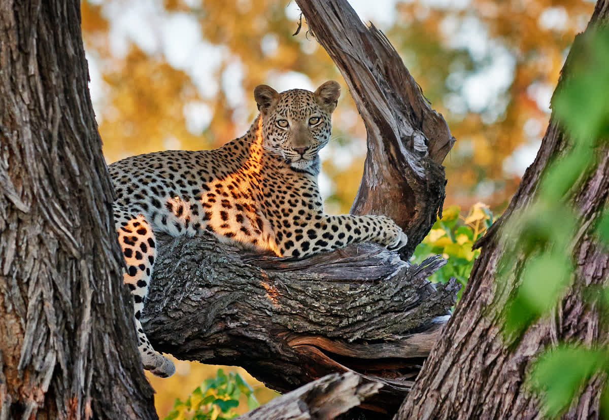 Leopard resting in a tree