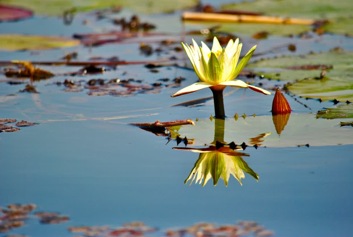 Water lilies in the Okavango Delta