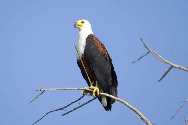 Vogelbeobachtung im Queen Elizabeth Nationalpark