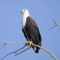 Vogelbeobachtung im Queen Elizabeth Nationalpark