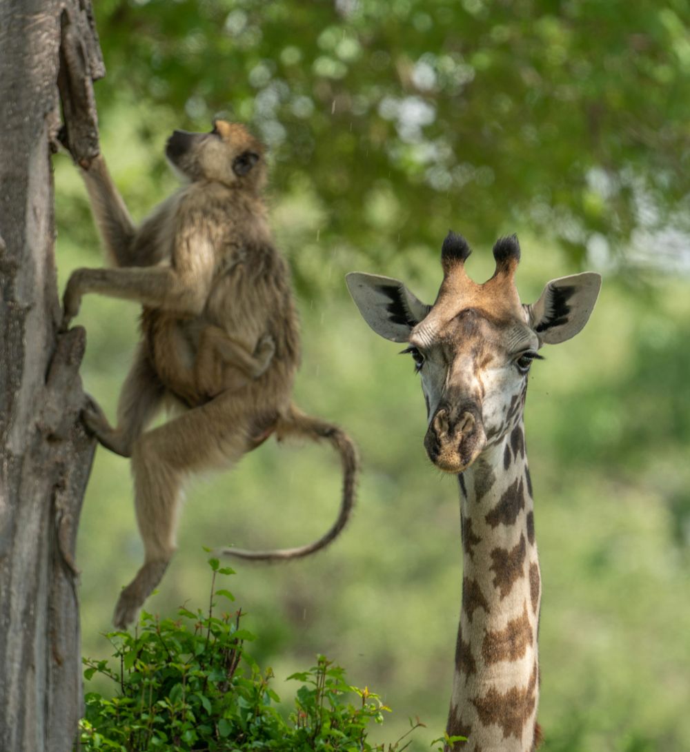 Affe klettert hinter Giraffe den Baum hoch