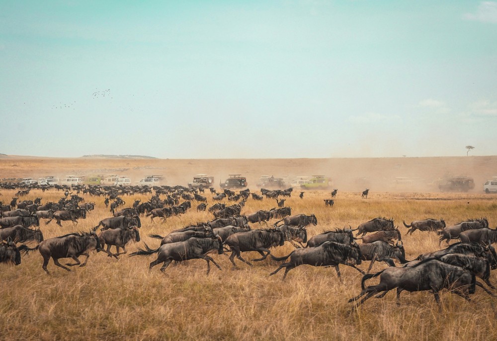 Die Grosse Tierwanderung