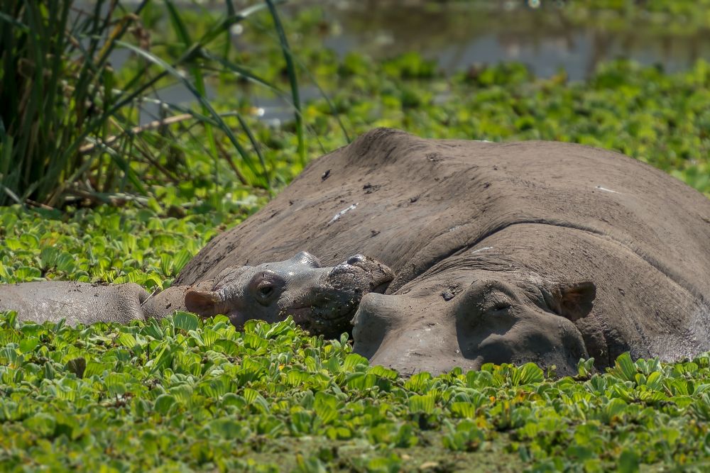 Baby-Nilpferd mit Mutter im Wasser