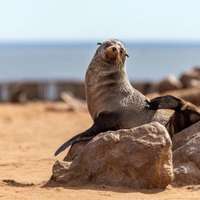 Robben an der Küste