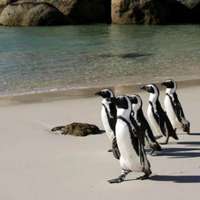 Pinguine an Boulders Beach