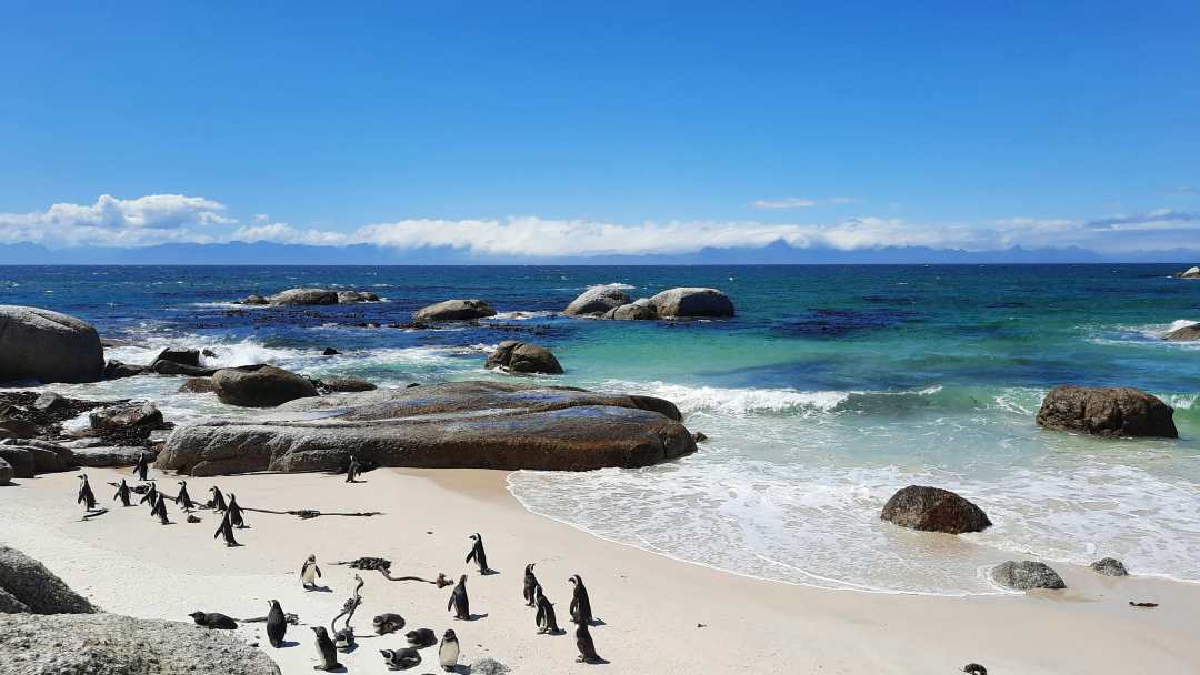 Pinguine am Boulders Beach