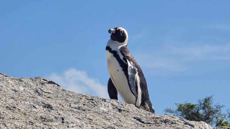 boulders-penguin-colony