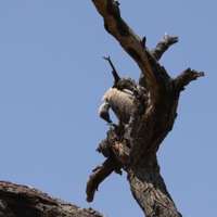 Geier auf einem Baum