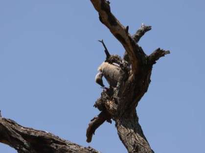Geier auf einem Baum