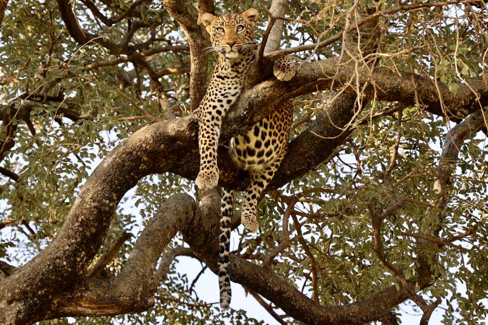 Leopard tarnt sich im Baum