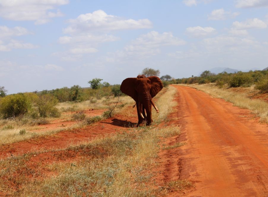 Roter Elefant im Tsavo East