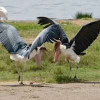 Marabu im Tsavo East