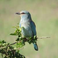 Vogelbeobachtung im Tsavo West