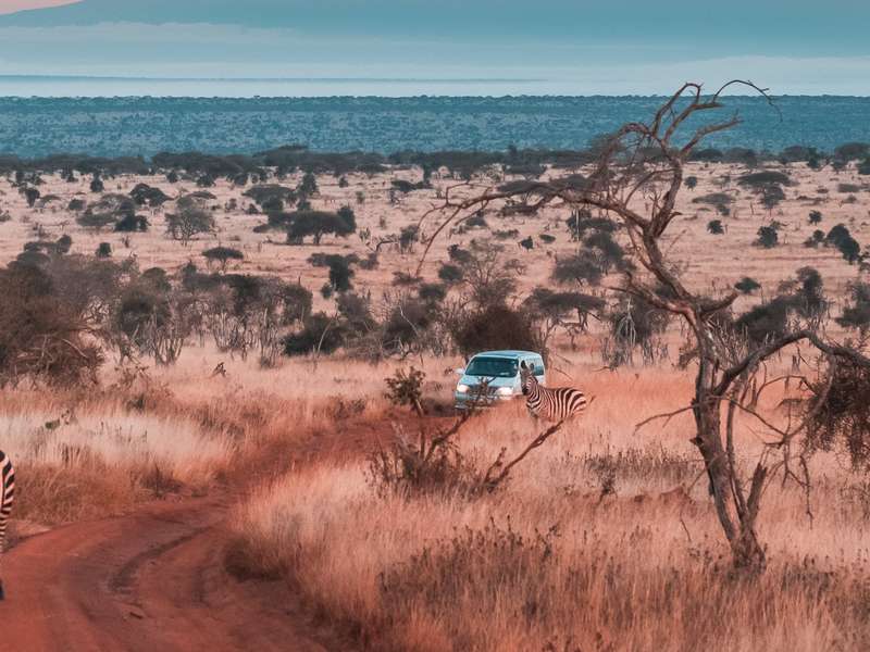 Pirschfahrt im Tsavo West Nationalpark