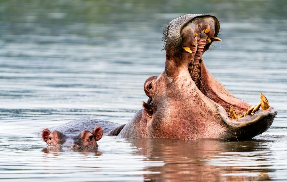 Hippo im See