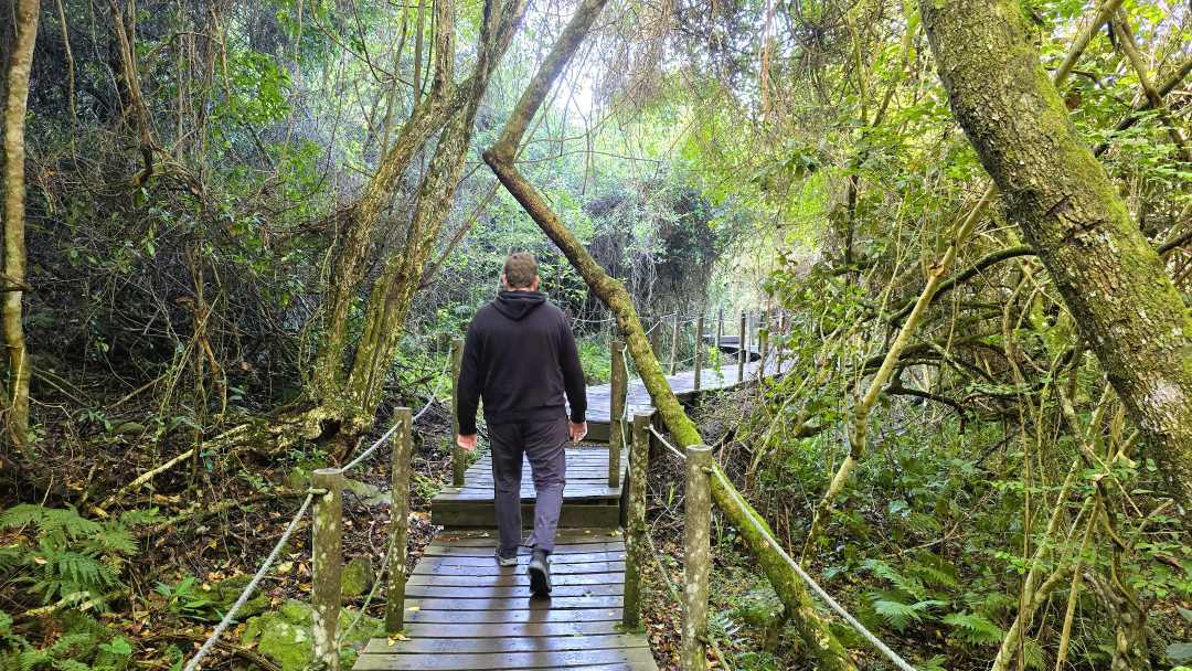 Dichter Küstenwald im Tsitsikamma Nationalpark