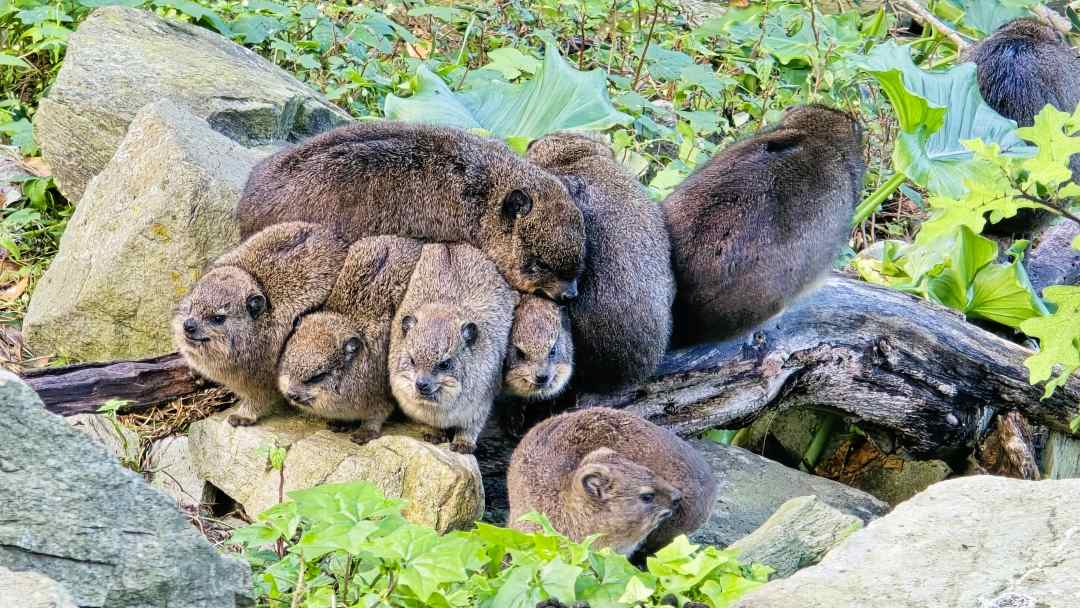 Klippschliefer im Tsitsikamma