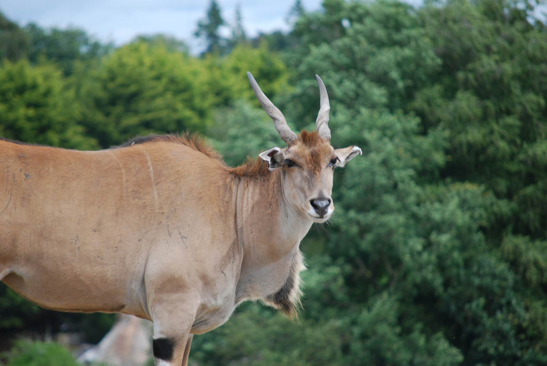 Eland im Waterberg Plateau Nationalpark