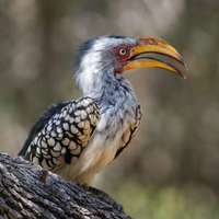 Hornbill im Waterberg