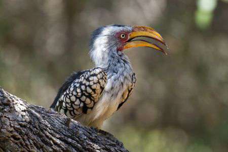 Hornbill im Waterberg
