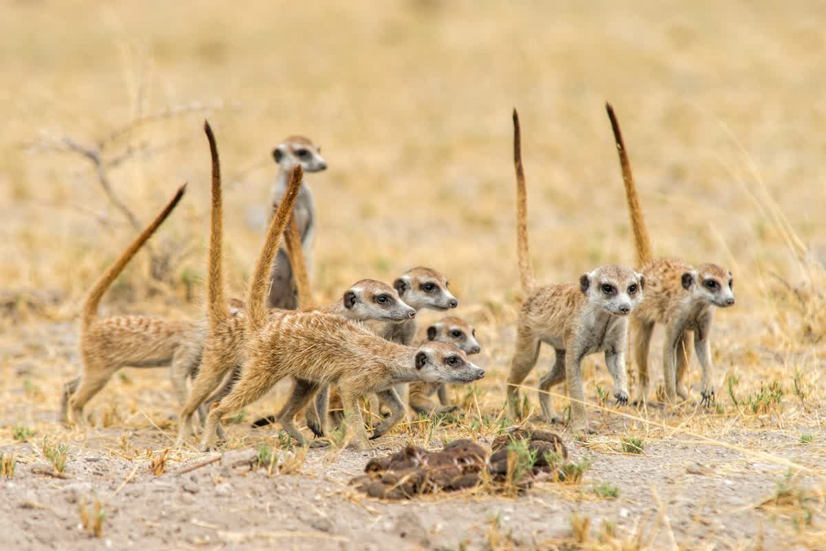 Erdmännchen in der Central Kalahari