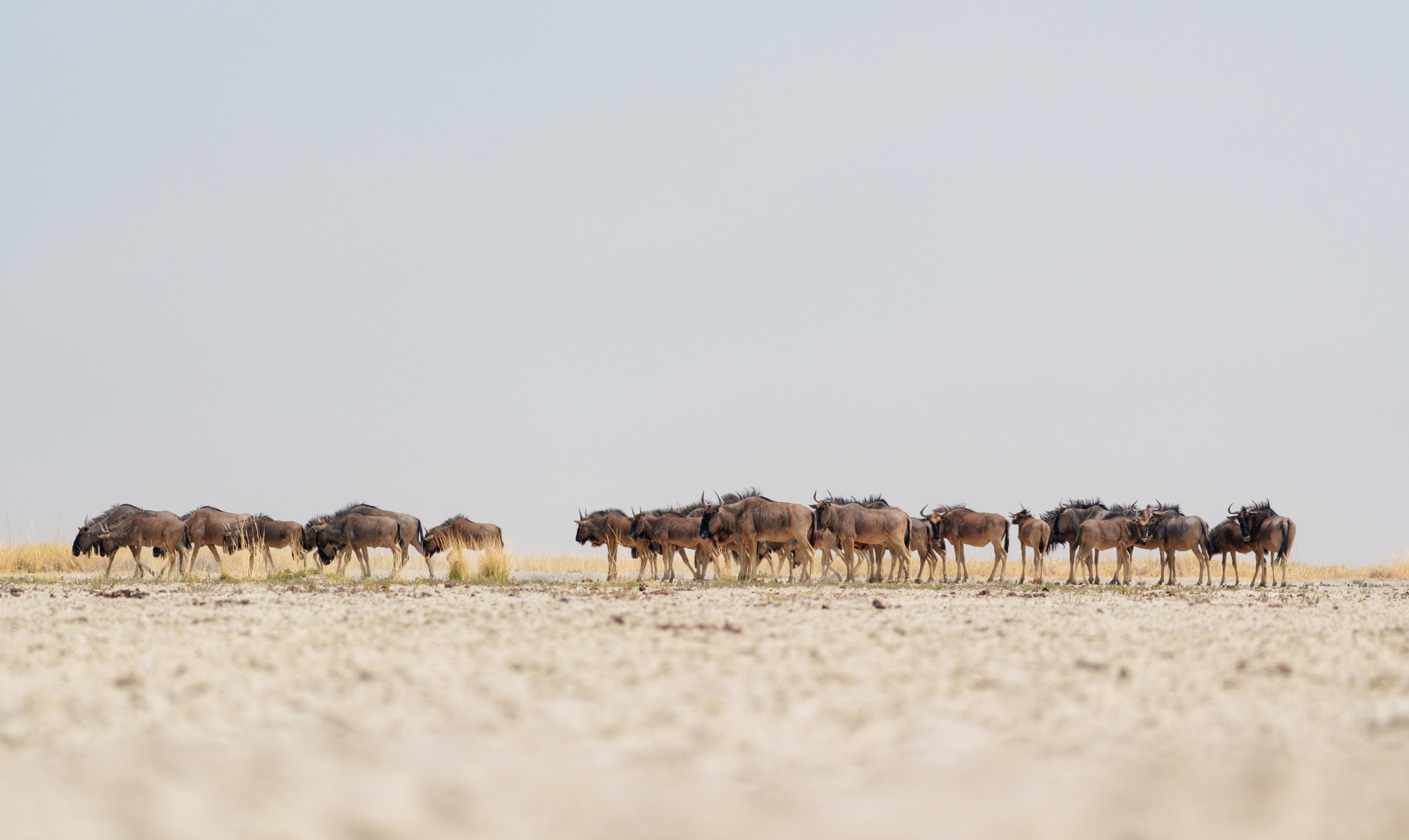 Salzpfanne im Makgadikgadi Nationalpark